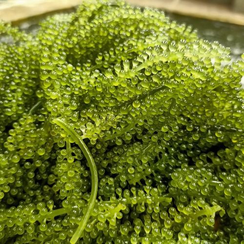 HOW TO PRESERVATE AND USE VIETNAM SEA GRAPES?