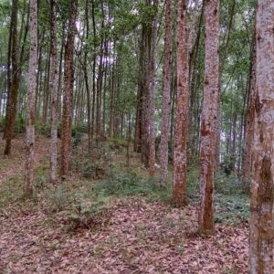Vietnam's acacia wood production status
