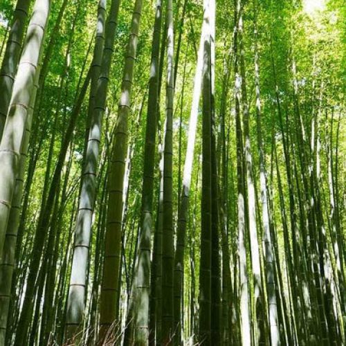 Vietnam bamboo processing development