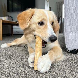 Why does a dog like chewing and dog chew items