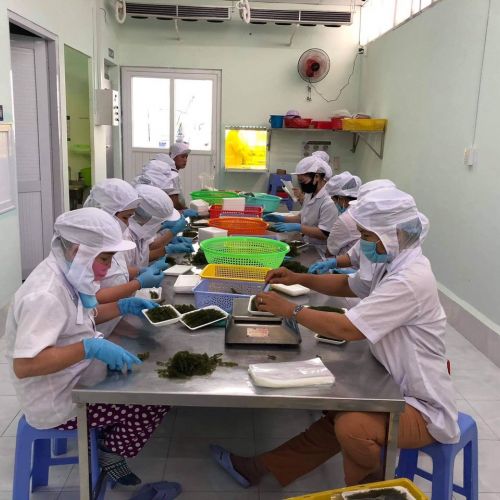Vietnam Sea Grapes meets export standards to Japan