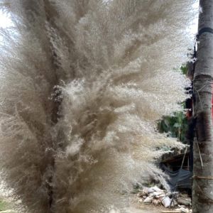 DRIED PAMPAS GRASS FLOWER FOR DECORATION