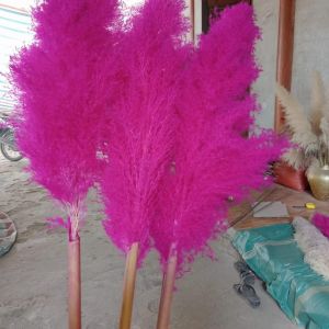 DRIED PAMPAS GRASS FLOWER FOR DECORATION