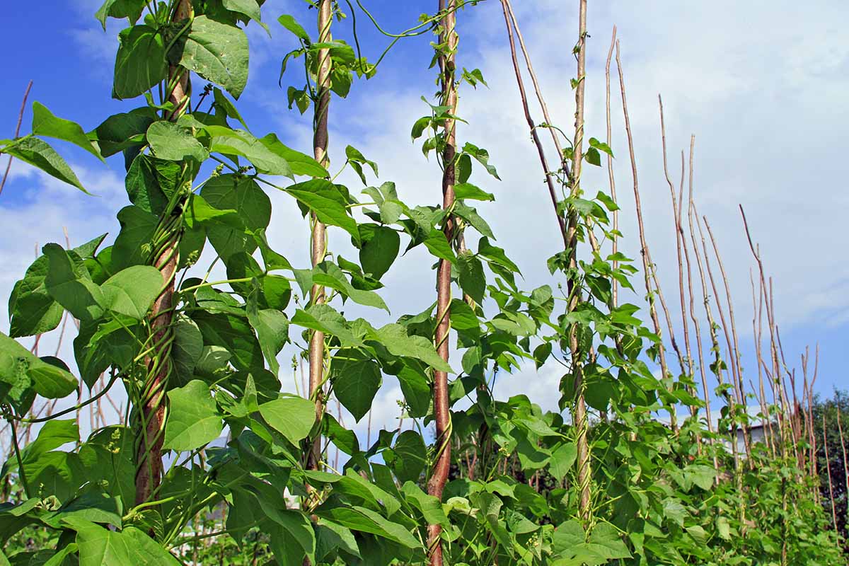 Bamboo_Stakes_Enhance _Plant_Growth