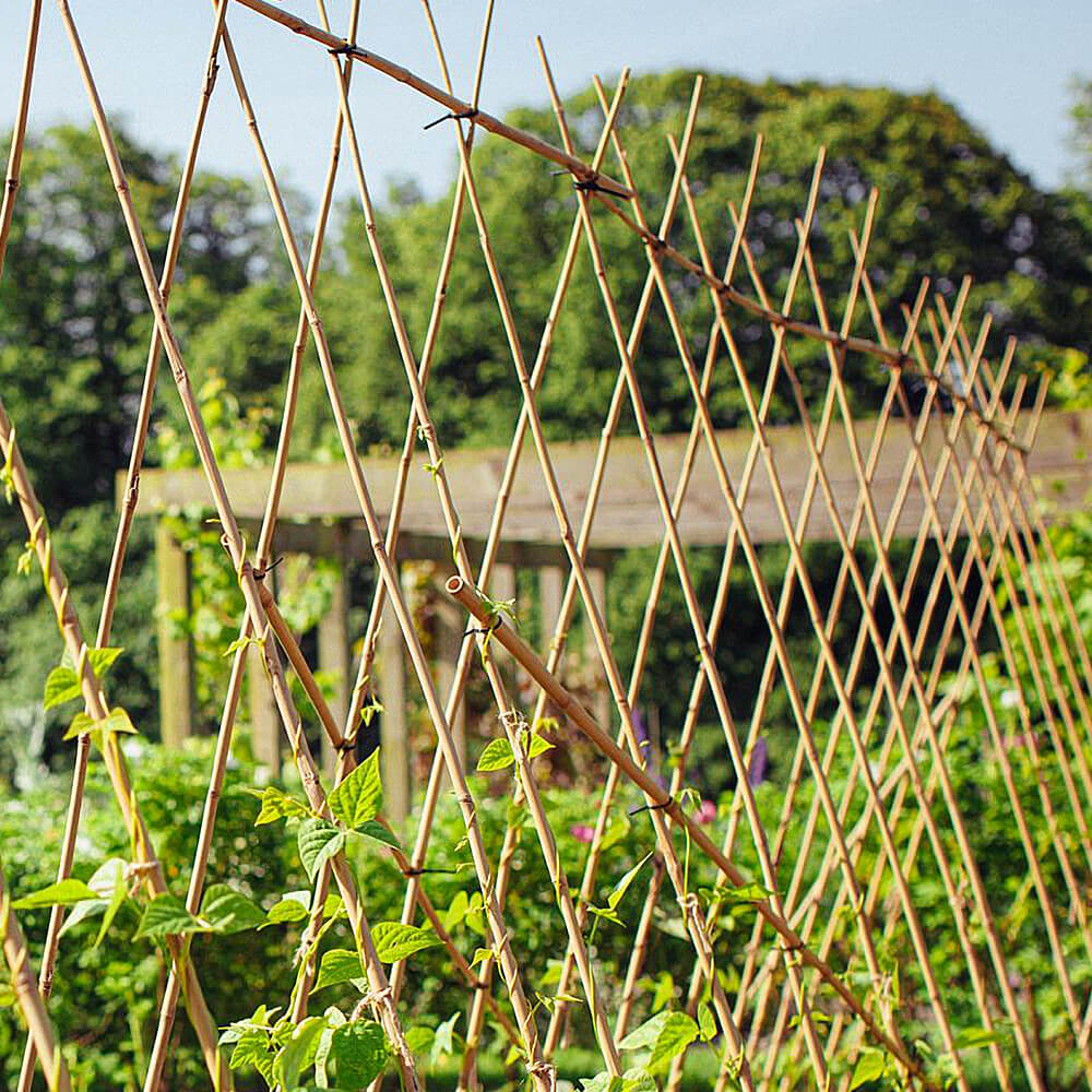 Bamboo_Stakes_Increase_Sunlight_Exposure
