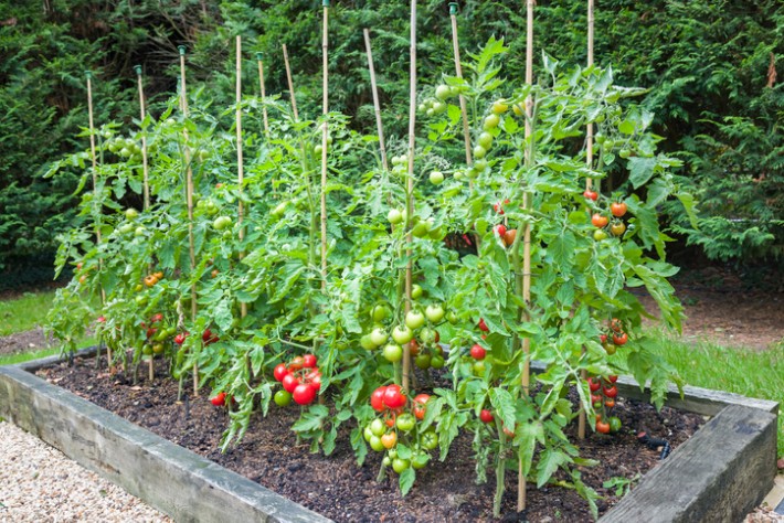 Bamboo_Stakes_Support _Heavy_Fruit