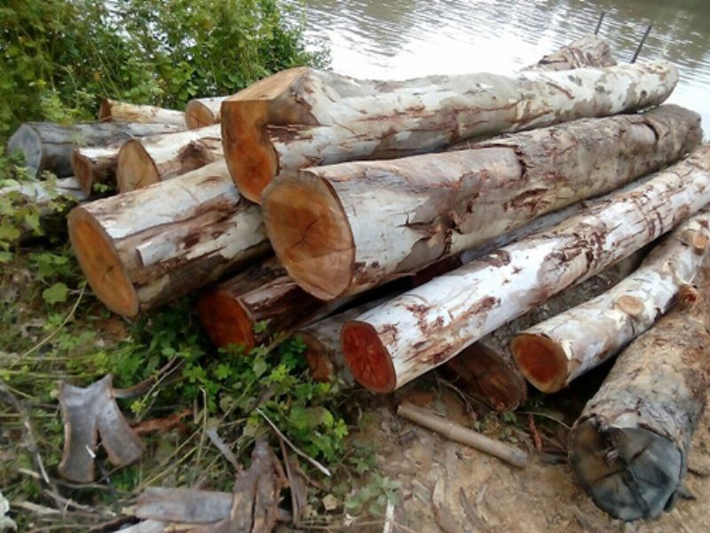 Eucalyptus_Wood