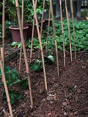 Natural_Bamboo_Stakes