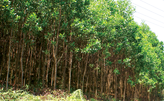 acacia-forest