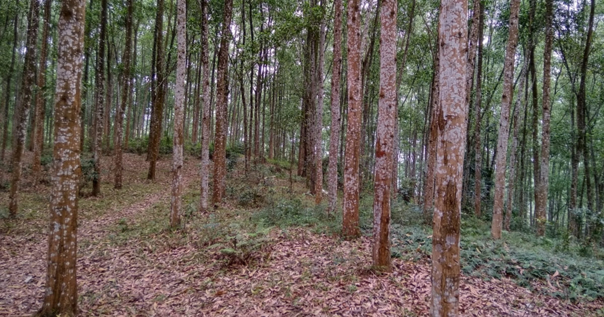 acacia-plants