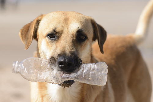 dog-bottle