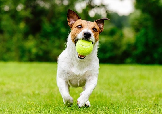 dog-tennis