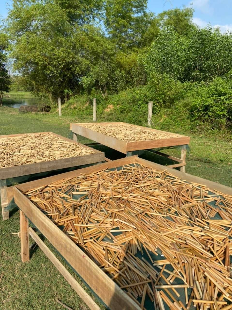 vietnam-bamboo-straws2
